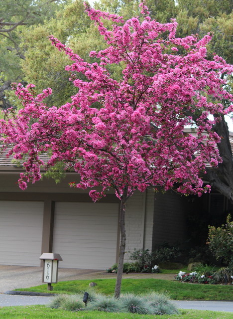 7 Spectacular And Practical Spring Flowering Trees