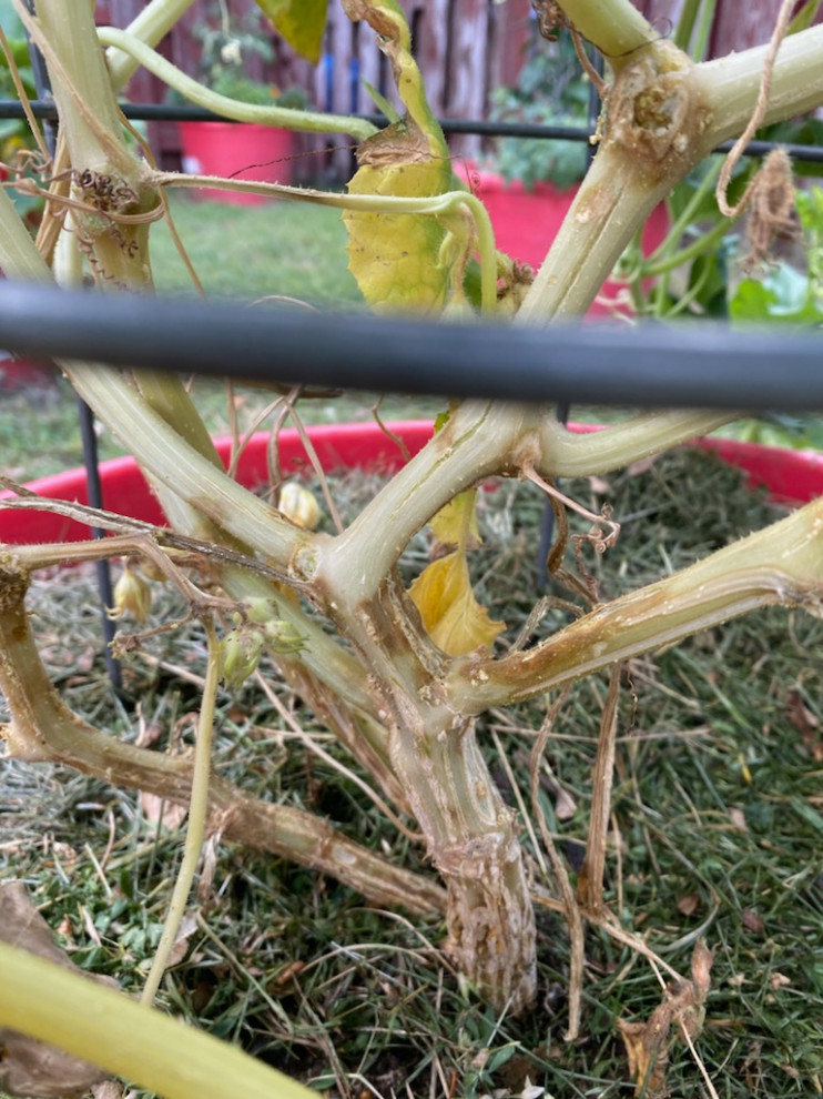 What's wrong with my squash plant? (borers?)