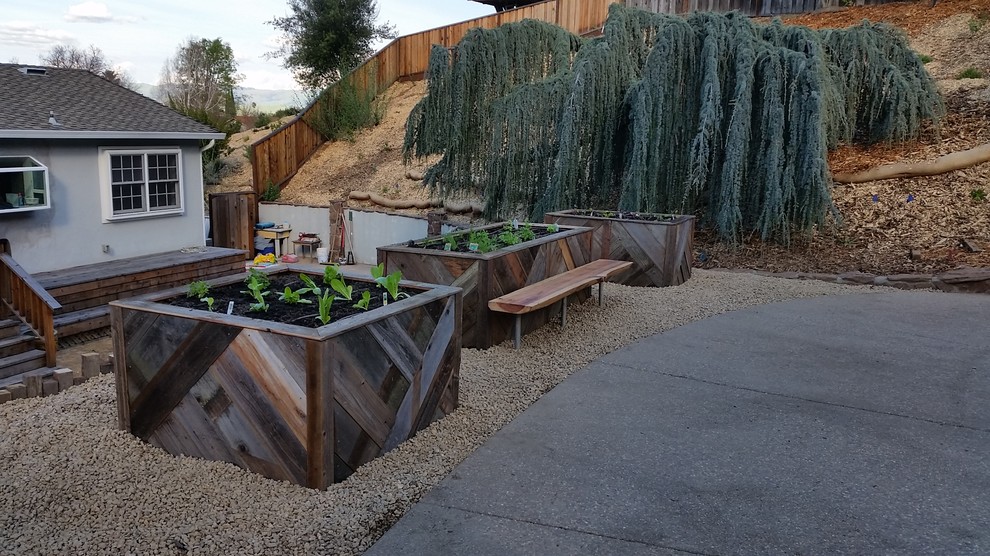 Photo of a mid-sized contemporary backyard garden in San Francisco with a vegetable garden and gravel.
