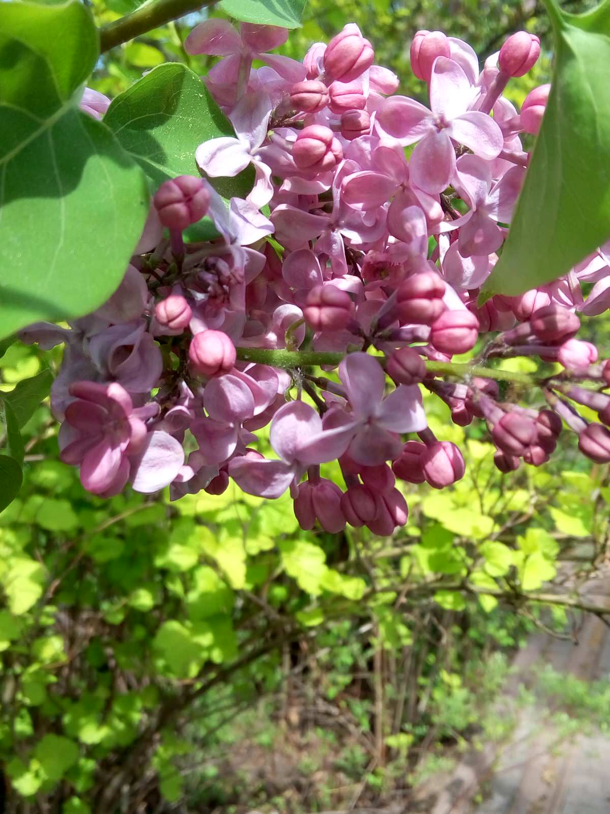 Частный сад