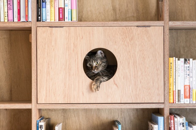 猫と暮らす住まいづくりで、押さえておきたい基本のポイント