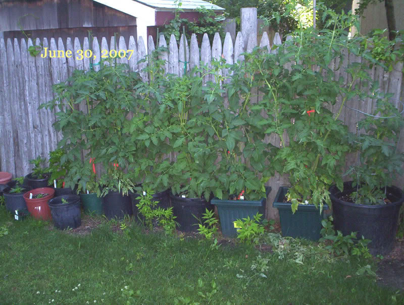 Maters in Pots In Ground (Pics)