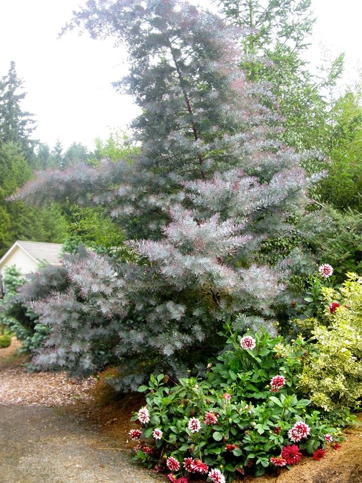 Added Tree ID for Tree Please