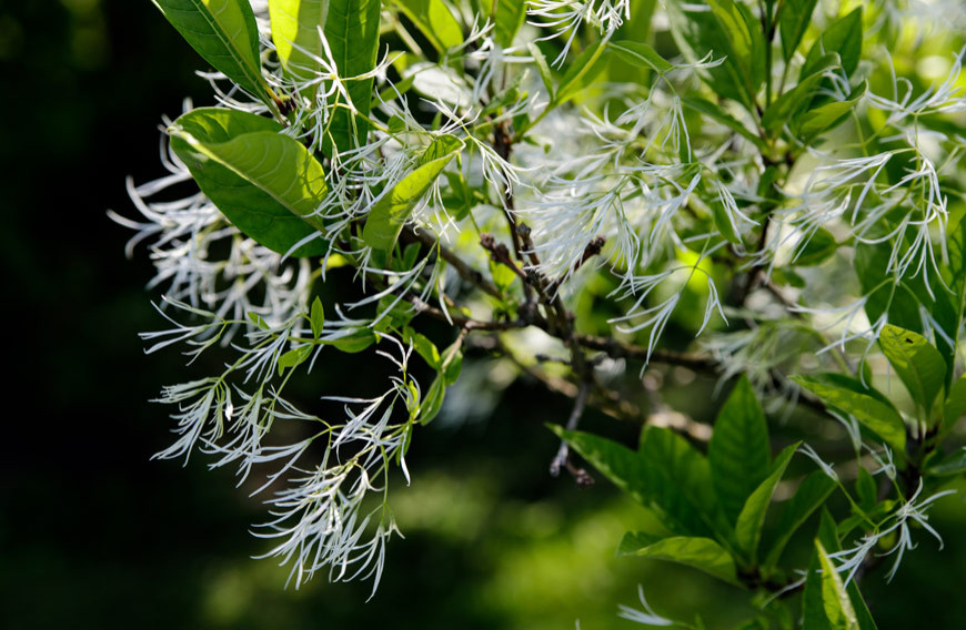 This is an example of a landscaping in Toronto.