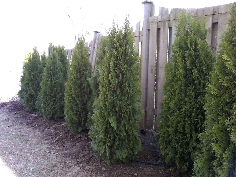 Planting in front of Emerald Cedars (Smaragd)