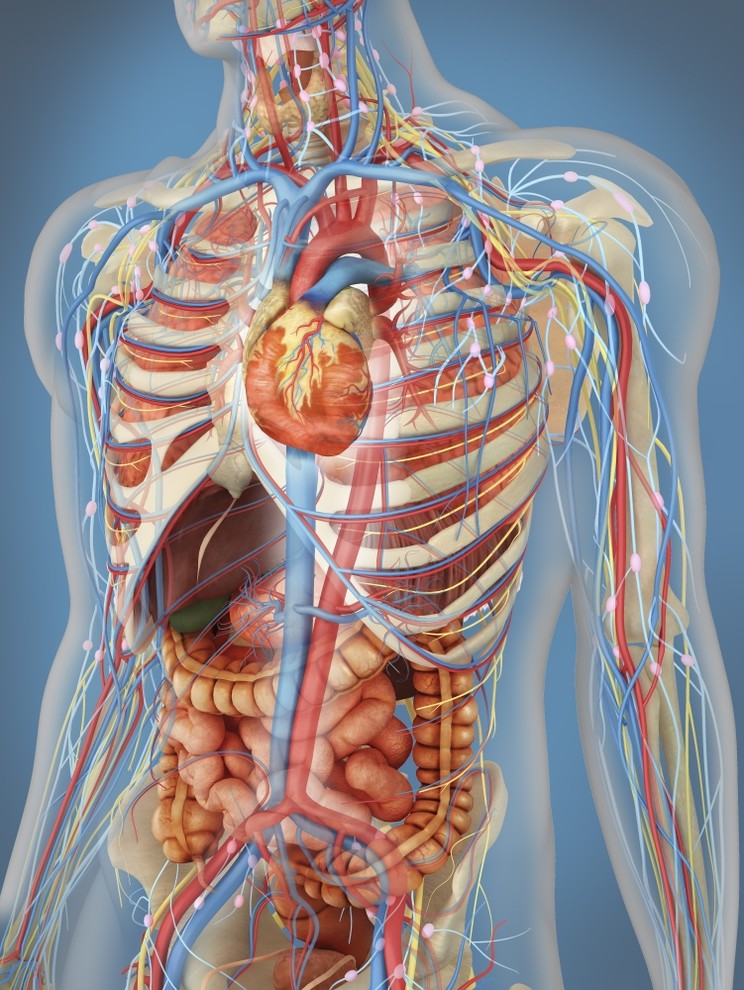 Human Body Showing Heart And Main Circulatory System Position, Print