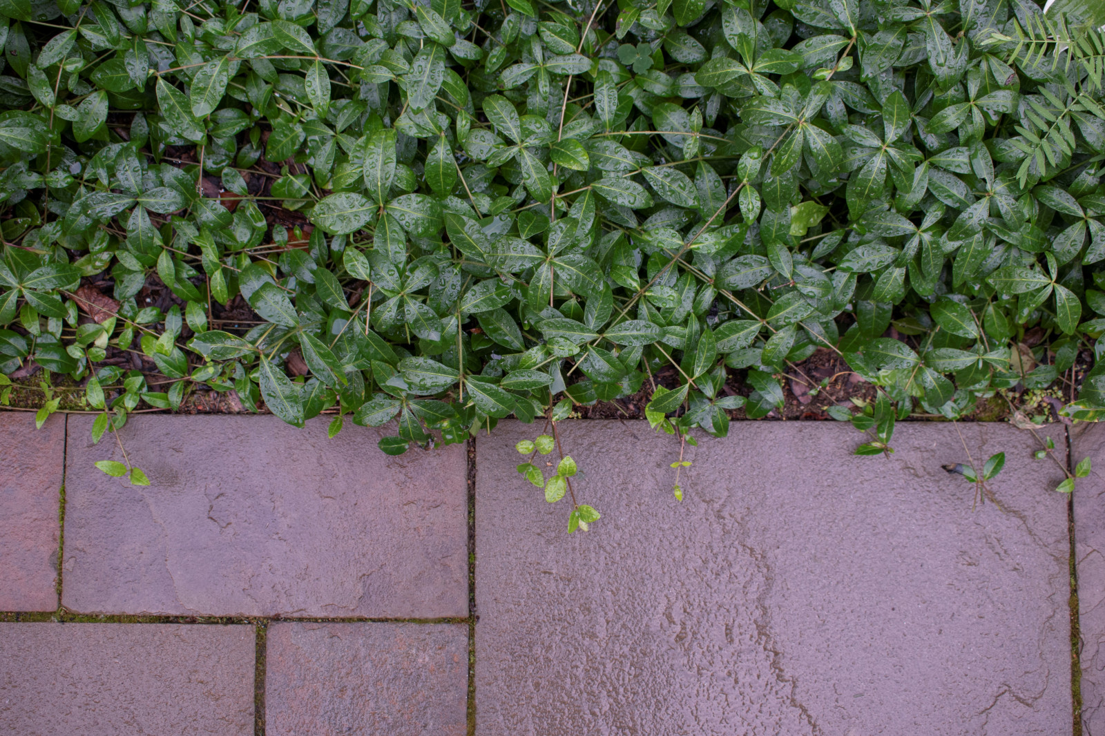 Реализация проекта частного участка в Репино