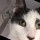 catlover5