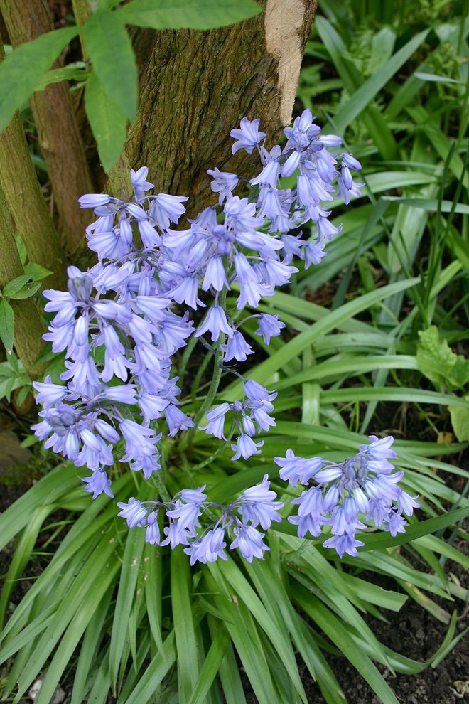 20 Small Organic English Bluebell Flower Bulbs Hyacinthoides non-scripta  Fresh