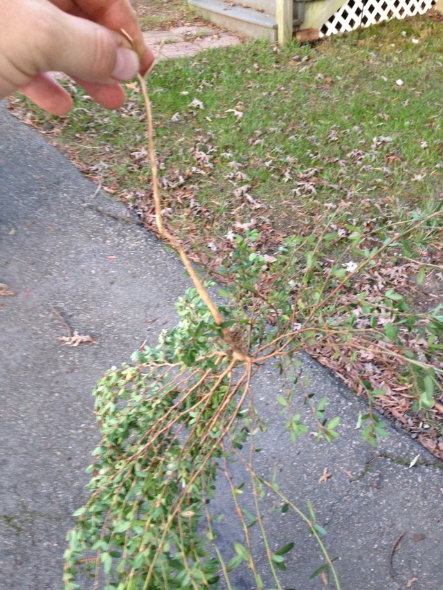 Eliminating Japanese clover naturally