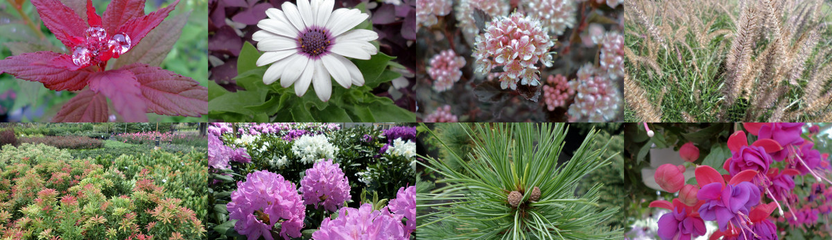Delahunty Nurseries Florists Windham Nh Us 03087