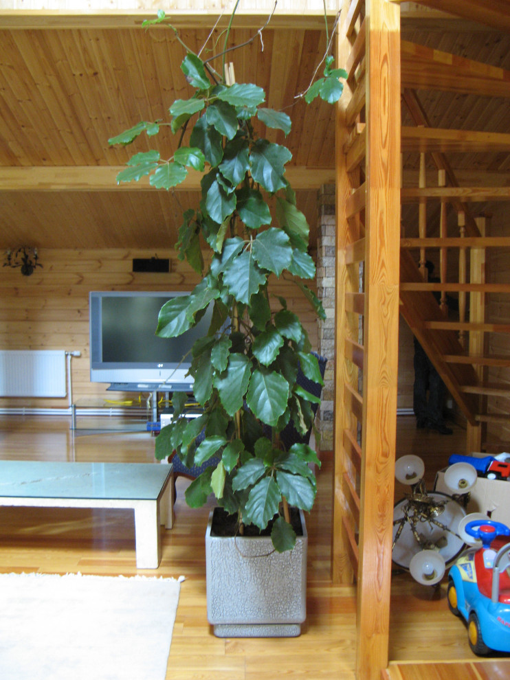 НИИ Радио. Зимний сад