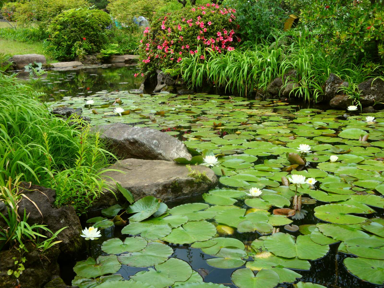 koi pond
