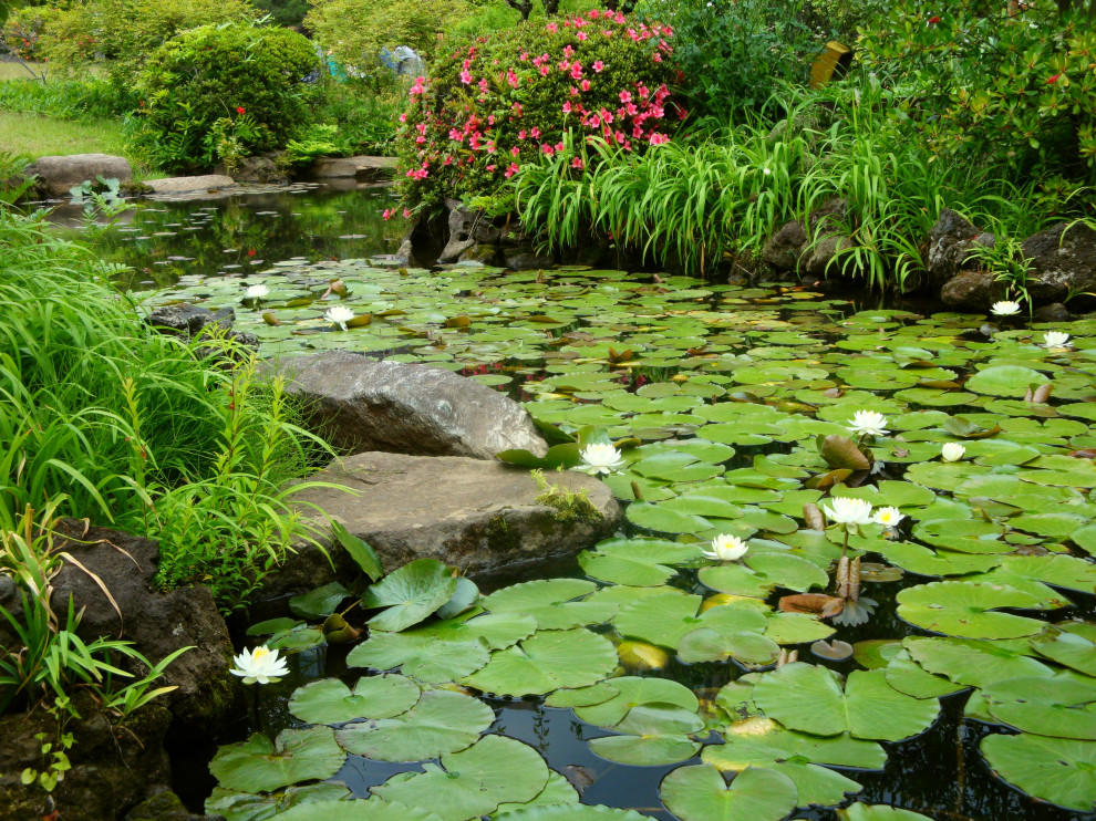 koi pond