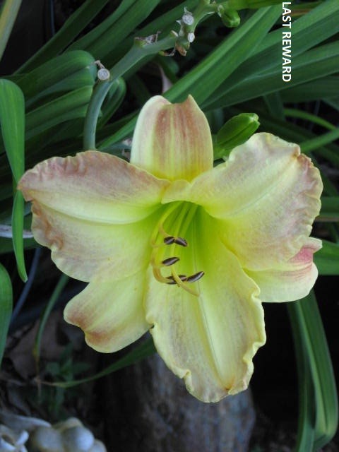 # 2 Thursday bloom