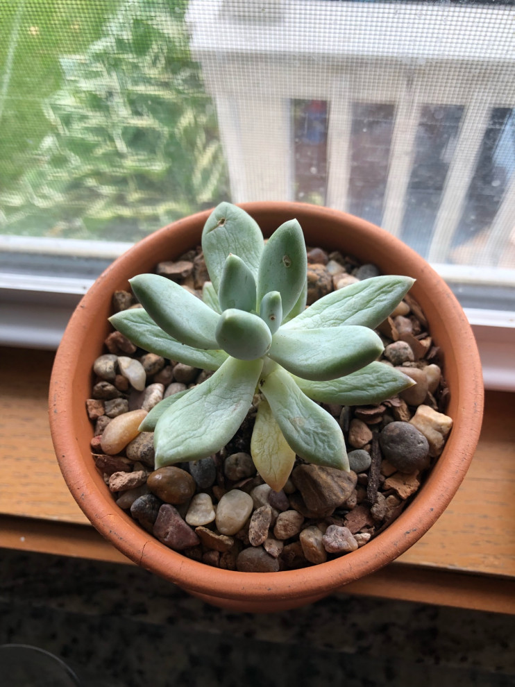 Wrinkled, soft leaves? | Houzz Forum