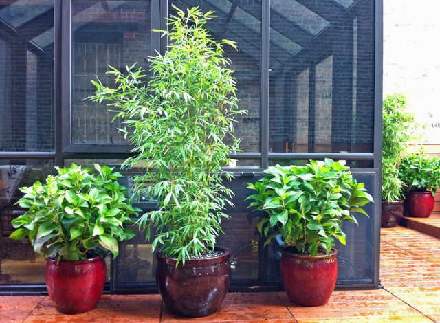 NYC Roof Garden: Terrace Deck, Container Garden, Ipe, Ceramic Pots contemporary-terrace