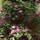 Janaina (Zone 6B - Maryland)