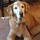 joann_mcdermandrichards
