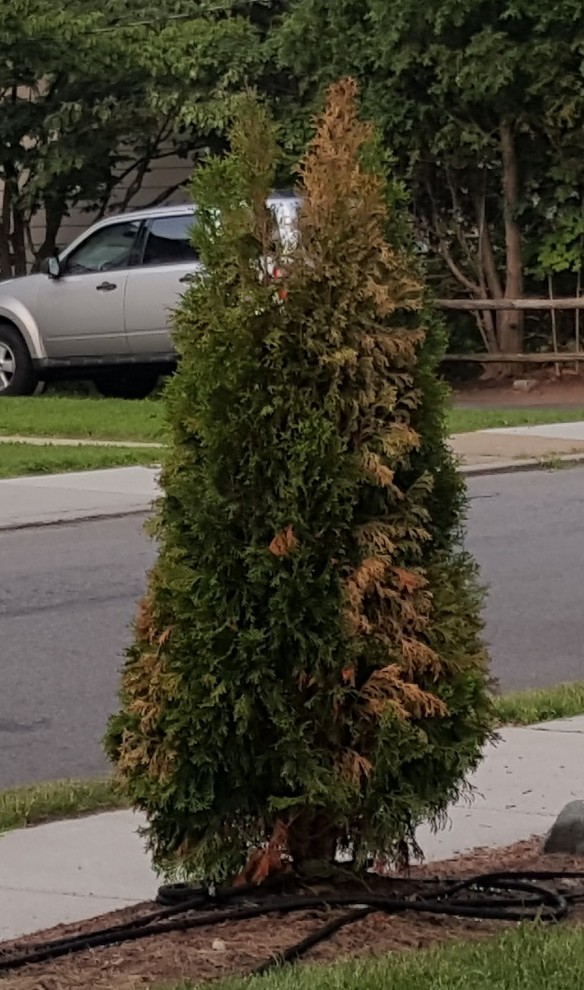 Thuja Emerald Green occidentalis arborvitae dying?