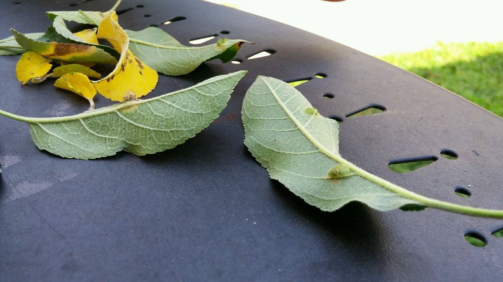 What's wrong with my apple tree?