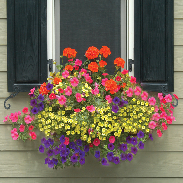 Window Boxes klassisk-traedgaard