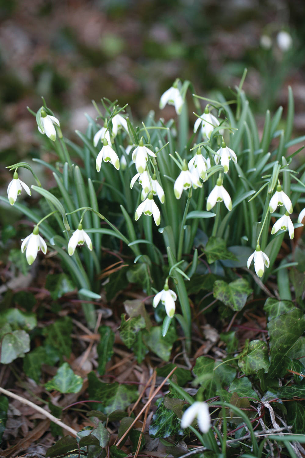 Great Design Plant: Snowdrops Offer a Spring Peek, image size:1000x1500