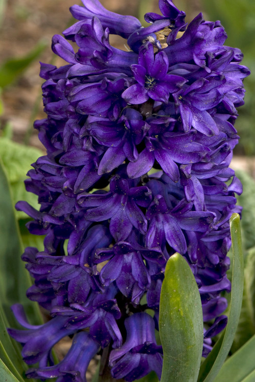Plant Hyacinths For Spring Color And Fragrance