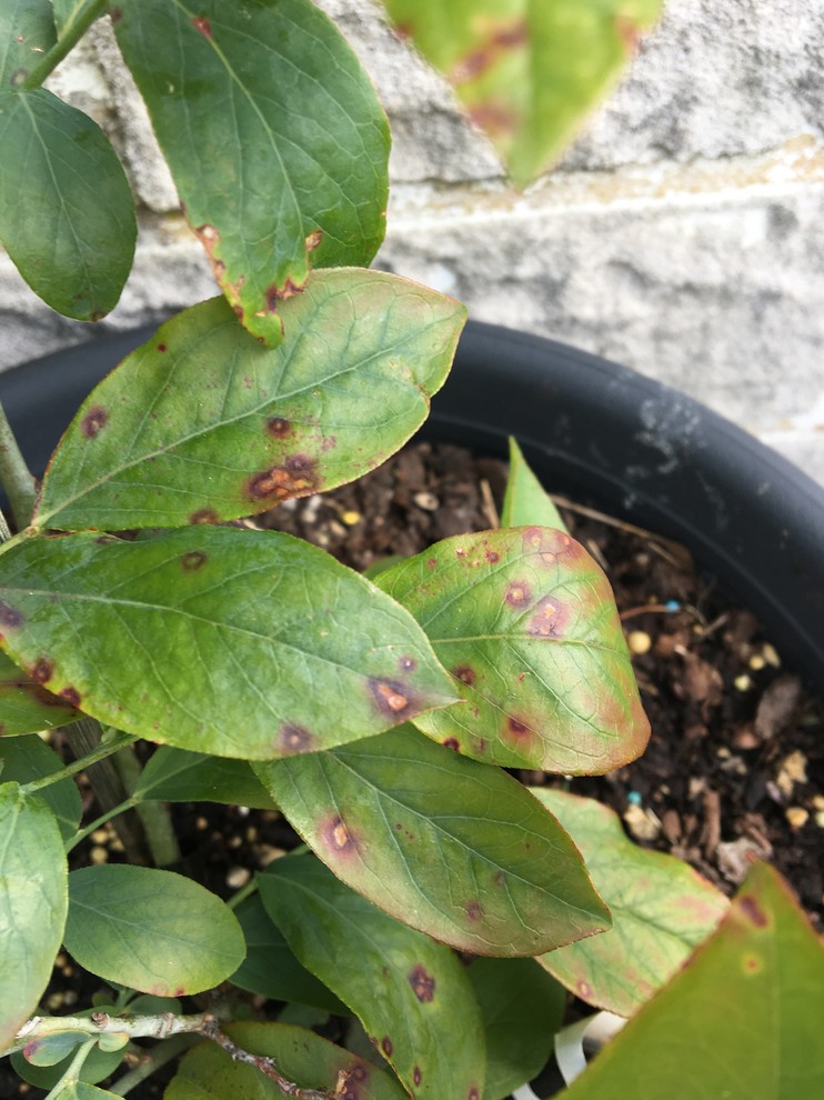 Spots on blueberry leaves
