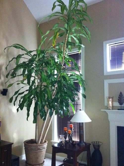 Tall Dracaena Massangeana (Corn Plant) Needs Help