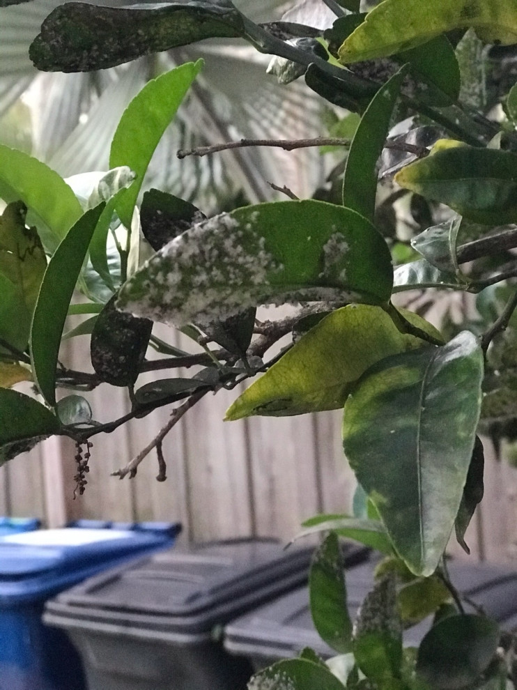 Tangerine Tree Disease / Fungus?