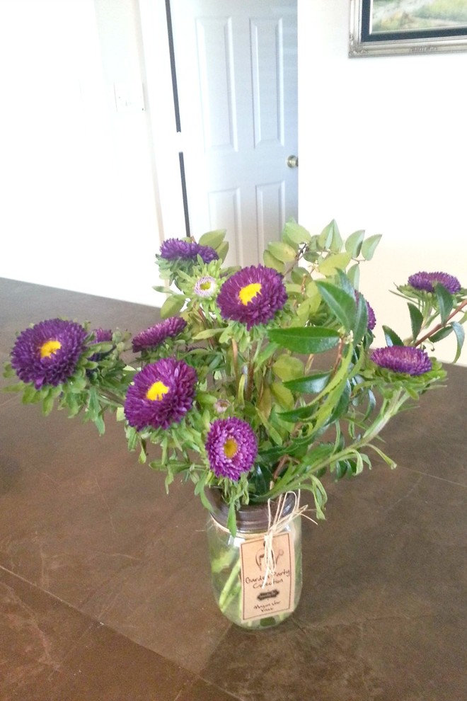 Chrysanthemum. Identify? Propagate from Cut flower?