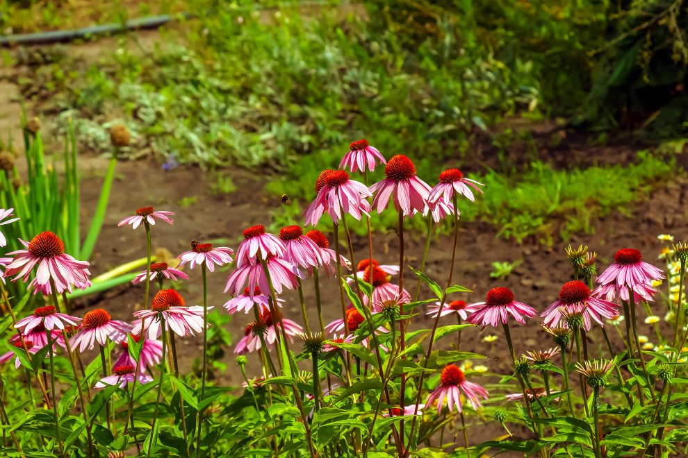 Favorite Plants