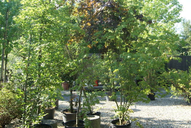 Pflanzen garden