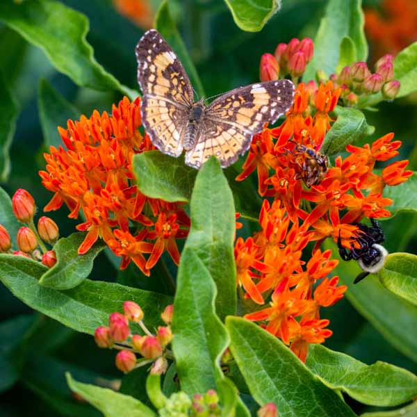 orange butterfly weeds with colorful pollinator butterfly by Peter Atkins and Associates