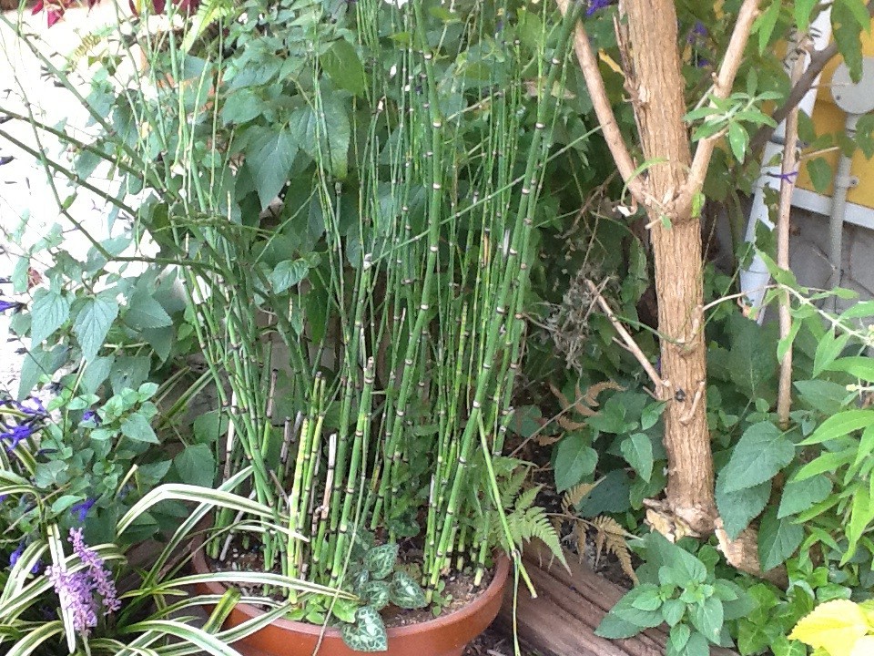 Great Design Plant Painter’s Palette Knotweed Adds Color in Shade