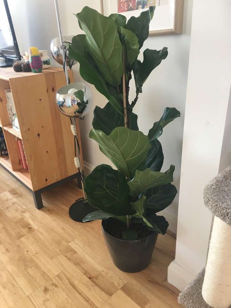 How do I train my new fiddle leaf fig into a standard shape?