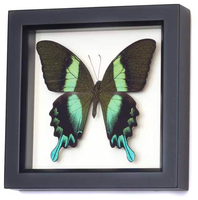 Jade Swallowtail Papilio blumei in black shadowbox