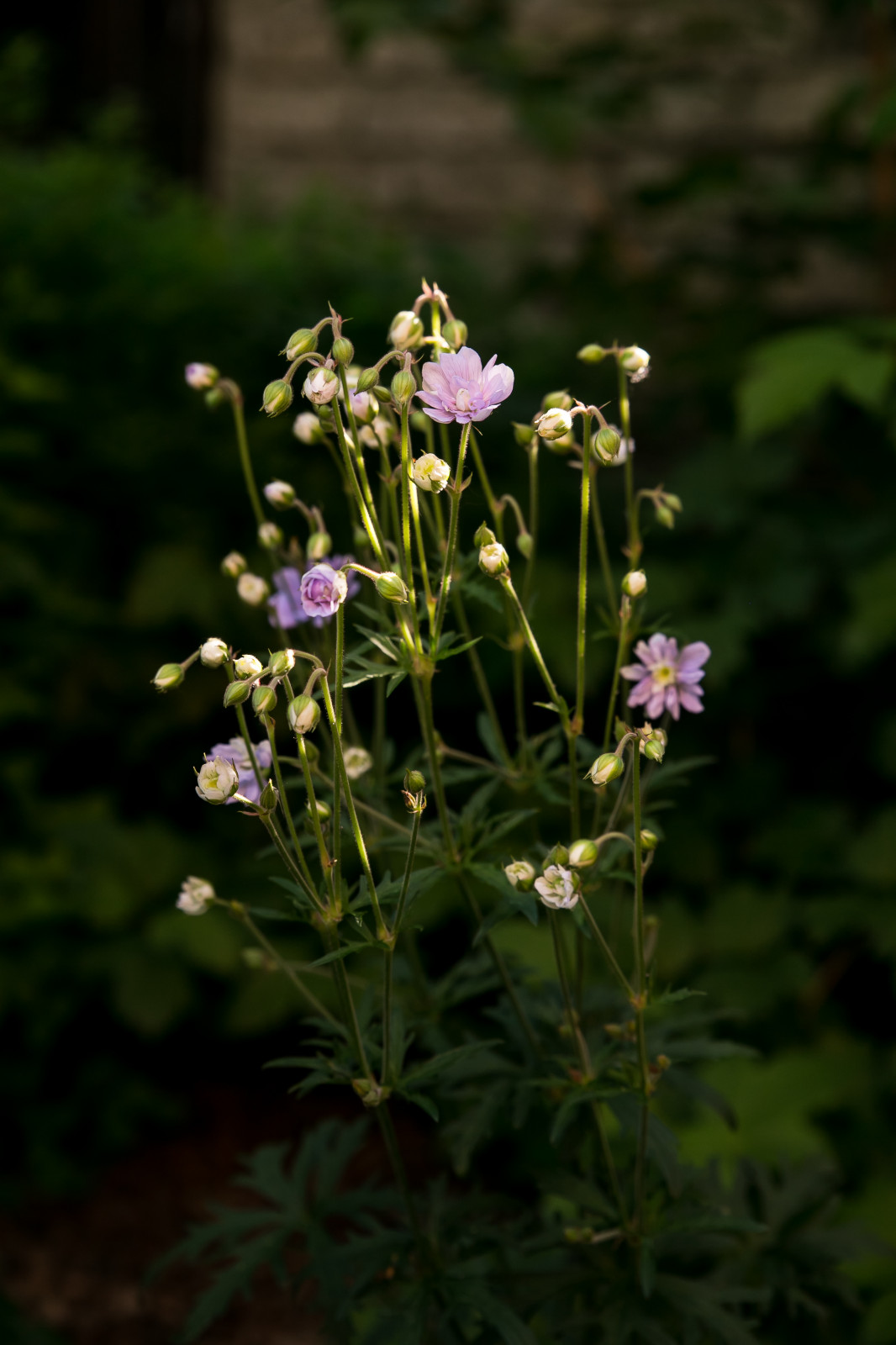 Портреты растений