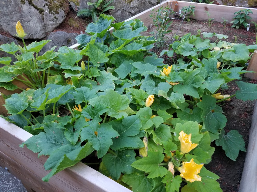 Zucchini and Squash stunted and moldy