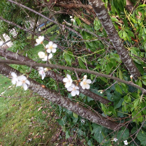 Thorny cherry tree? Is it invasive?