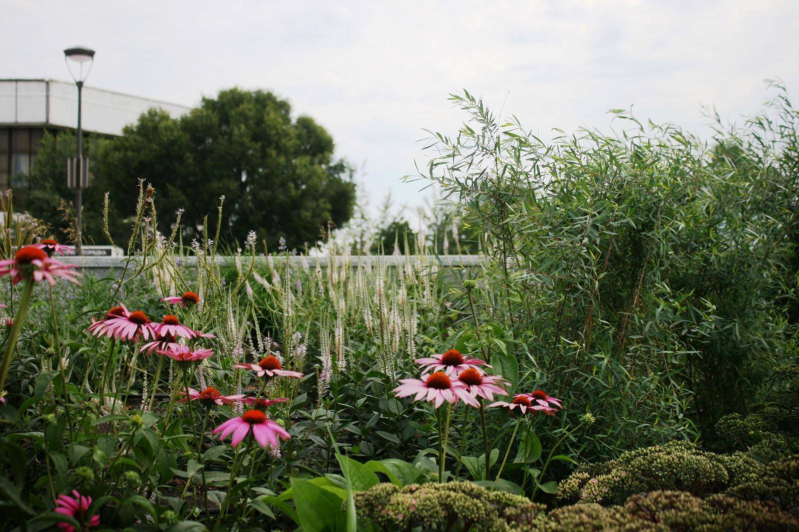 Цветники Советской площади