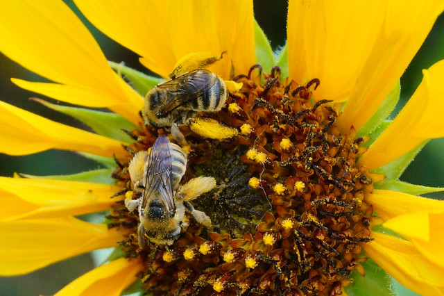 Sunflowers and Bees in the Kitchen Hutch