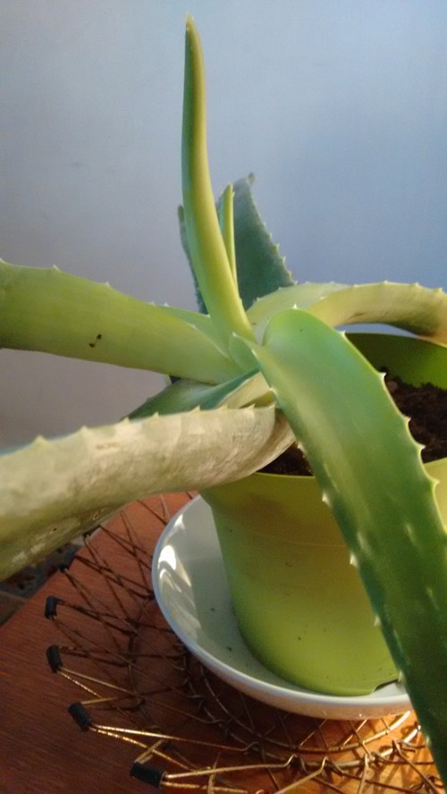 Aloe Vera plant is droopy