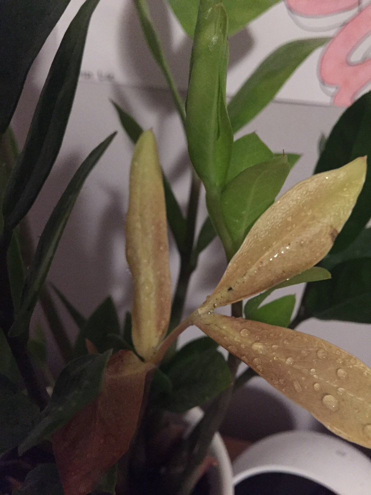 Shriveling and Yellowing ZZ Plant