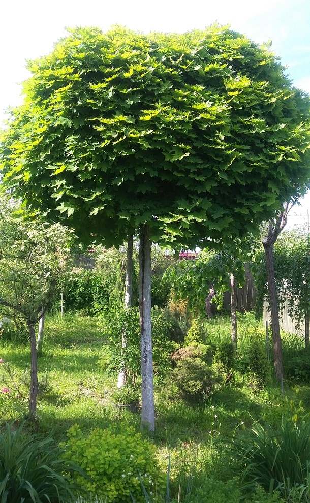 Ландшафтный дизайн