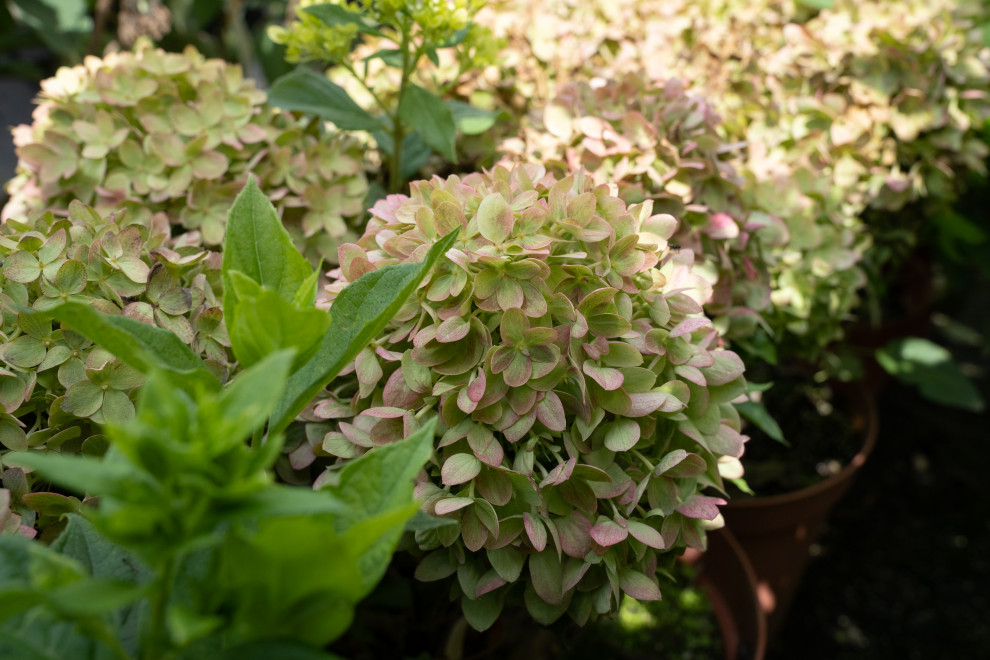 Гортензии для сада премиум-класса