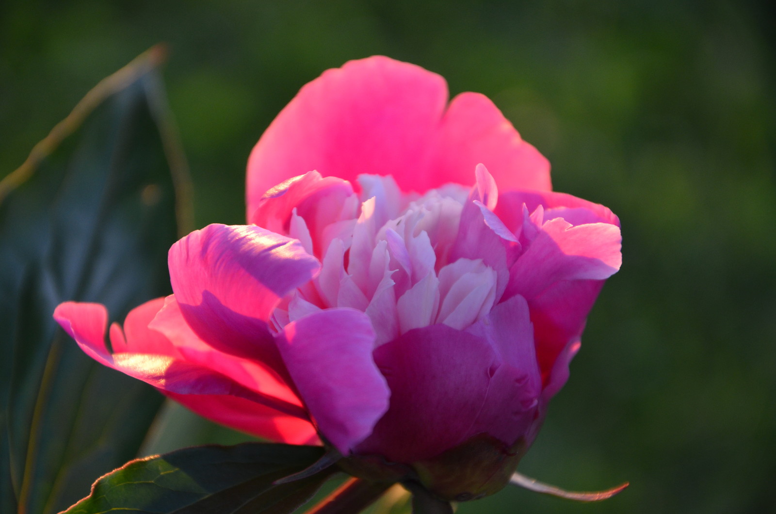 Садовый участок