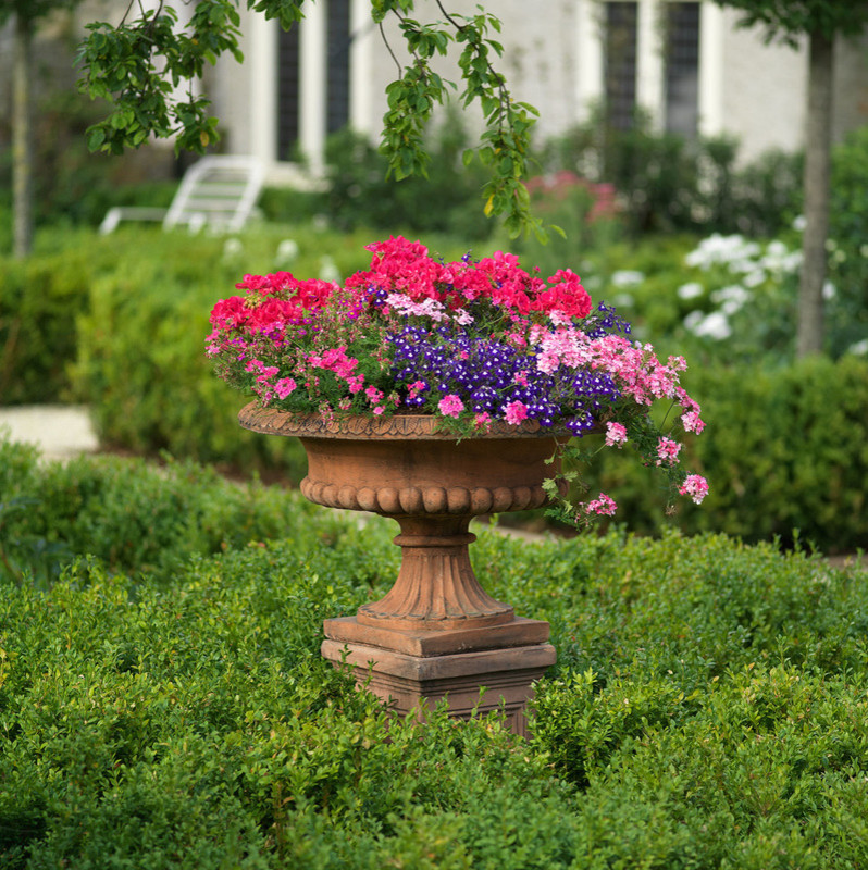 Urn in the middle of Boxwood Hedge. Antique Planter. Geranium, Purple Verbena and Cascading Geranium. Photo by Peter Atkins (Nursing home)