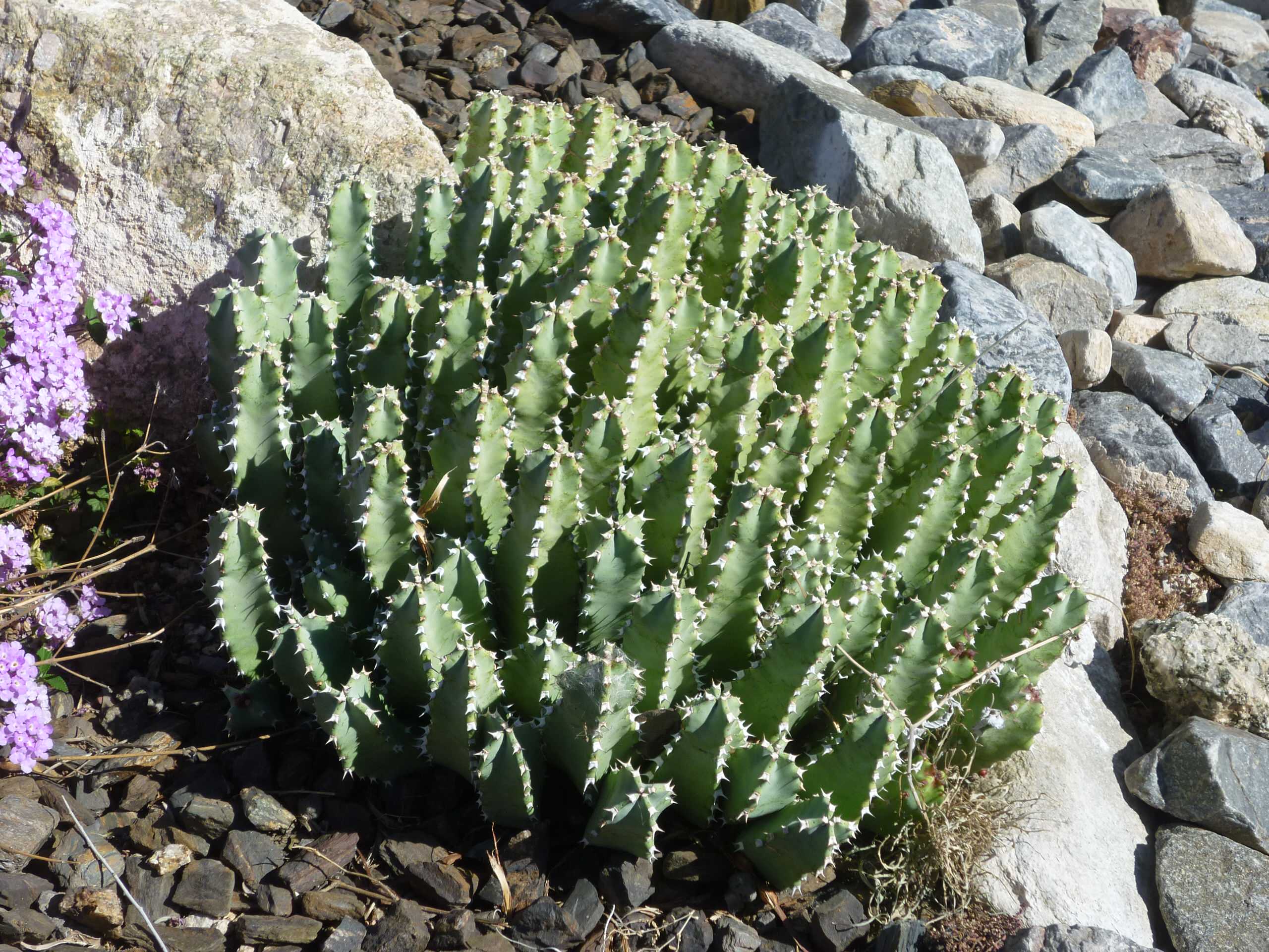Euphorbia resinifera_Moroccan Mound